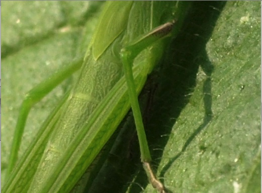 grasshopper2